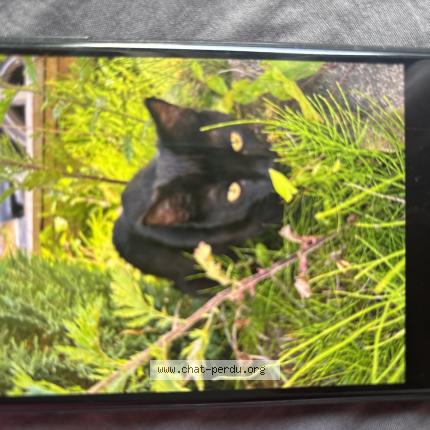 Photo de chat perdu à Maizieres Les Metz
