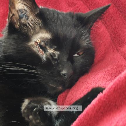 Photo de chat perdu à Marseille