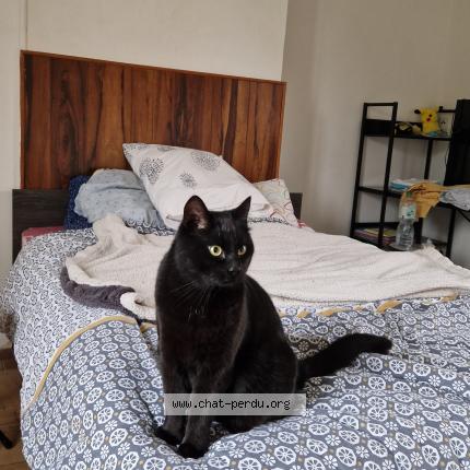 Photo 1/1 Suna Chat perdu à Lamotte warfuse