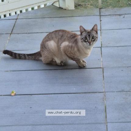 Photo 1/1 Chat retrouvé Trouvé à Bartenheim La Chaussee