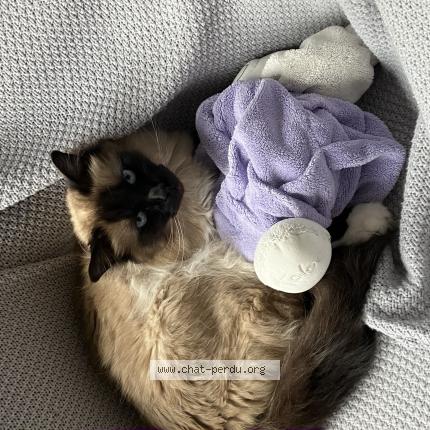 Photo 1/1 Mikko Chat perdu à Vanves