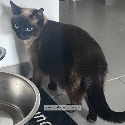 Photo 1/1 Catlaine Chat perdu à Ozoir la ferriere