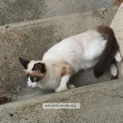 Photo de chat perdu à Bresse Sur Grosne