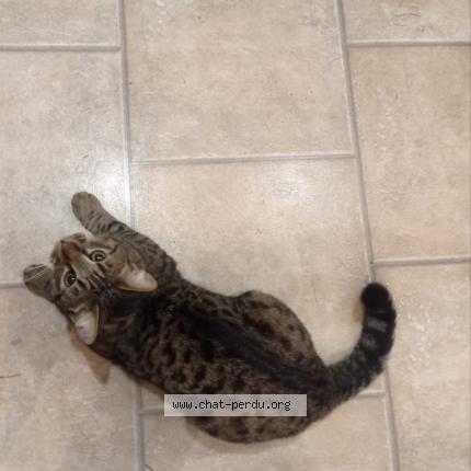 Photo 1/1 Chat retrouvé Perdu à Viuz En Sallaz