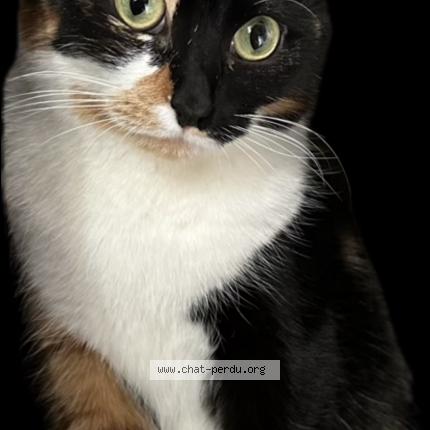 Photo 1/1 Chat retrouvé Perdu à Boulogne Billancourt