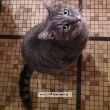 Photo de chat perdu à Pontaumur