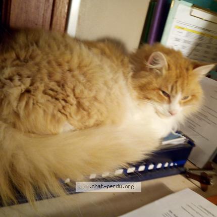 Photo 1/1 CACAHUETE Chat perdu à Launaguet