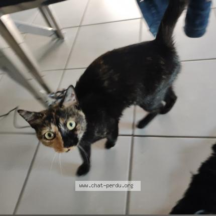 Photo 1/1 Cruella Chat perdu à Tours