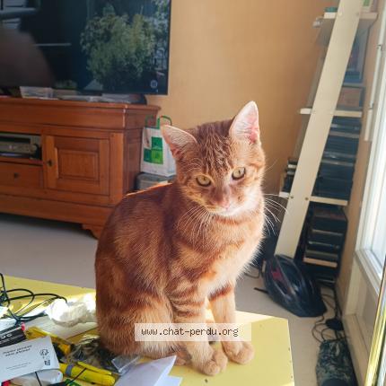 Photo 1/1 Chat retrouvé Perdu à Gace