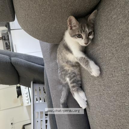 Photo de chat perdu à Sonnay