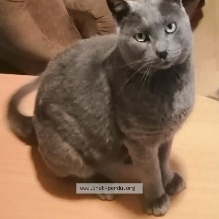 Photo 1/1 Chat retrouvé Perdu à Guichainville