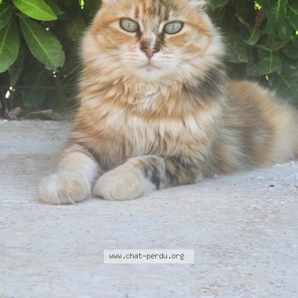 Photo 1/1 MAYA Chat perdu à Marguerittes