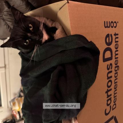 Photo de chat perdu à Aubervilliers