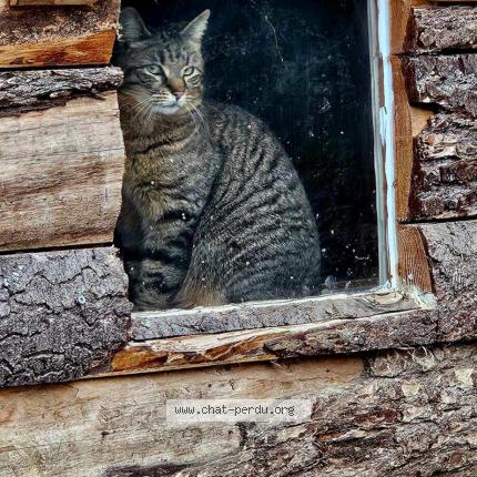 Photo de chat perdu à Saint Remy
