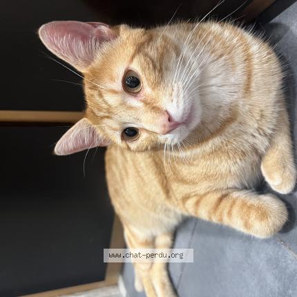 Photo 1/1 Tao Chat perdu à Agen