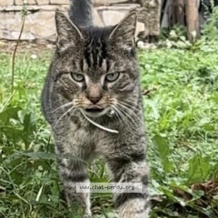 Photo 1/1 Fripouille Chat perdu à Champigny