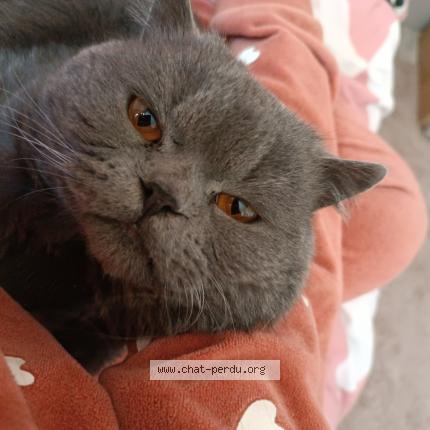 Photo de chat perdu à Villeparisis