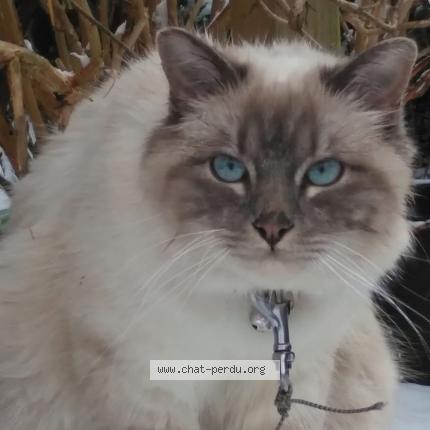 Photo 1/1 Chat retrouvé Perdu à Bruxelles