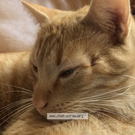 Photo 1/1 Donald Chat perdu à Agen