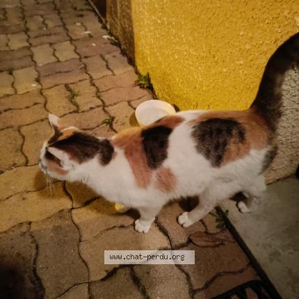 Photo de chat trouvé à Champigneulles