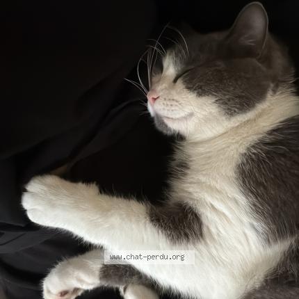 Photo 1/1 Odin Chat perdu à Montauban