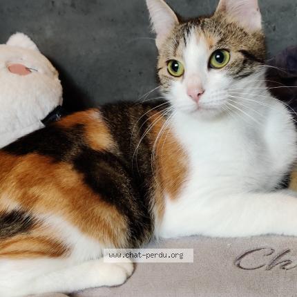 Photo 1/1 Biscotte Chat perdu à Bruay sur l escaut