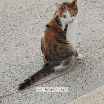 Photo de chat perdu à Romilly Sur Andelle