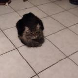 Photo de chat perdu à Les Martres De Veyre