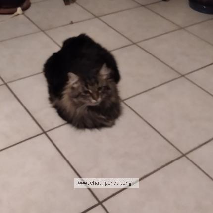 Photo 1/1 Chat retrouvé Perdu à Les martres de veyre