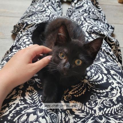 Photo de chat perdu à Compiegne