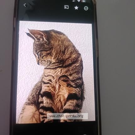 Photo de chat perdu à Toulouse