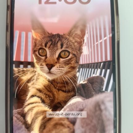 Photo 1/1 Stella Chat perdu à Toulouse