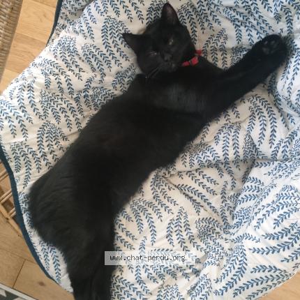 Photo 1/1 Chat retrouvé Perdu à Saint Quay Portrieux