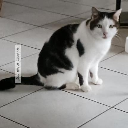 Photo 1/1 Chat retrouvé Perdu à Quingey
