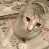 Photo de chat perdu à Home Hill