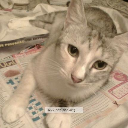 Photo 1/1 Sasha Chat perdu à Home hill