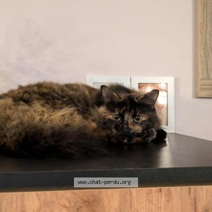 Photo 1/1 Chat retrouvé Perdu à Gieres
