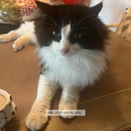 Photo 1/1 Mon bibi Chat perdu à La talaudiere