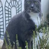 Photo de chat perdu à Velizy