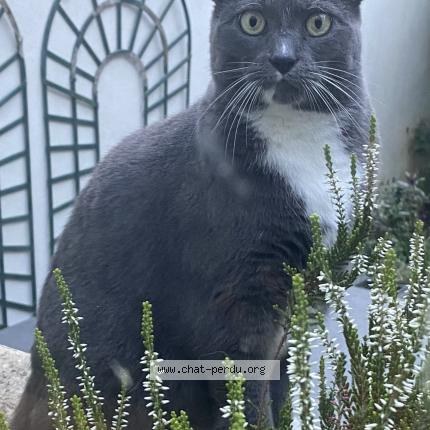 Photo 1/3 Chat retrouvé Perdu à Velizy
