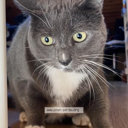 Photo 2/3 Chat retrouvé Perdu à Velizy