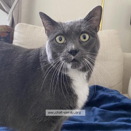 Photo 3/3 Chat retrouvé Perdu à Velizy