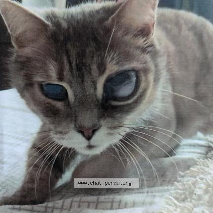 Photo de chat perdu à Bischheim