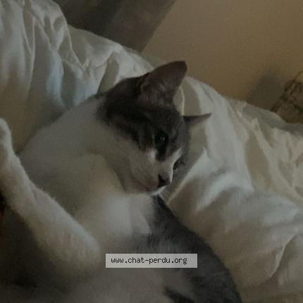 Photo 1/1 Snow Chat perdu à Limay