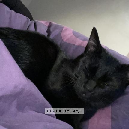 Photo 1/1 Chat retrouvé Perdu à Saumur