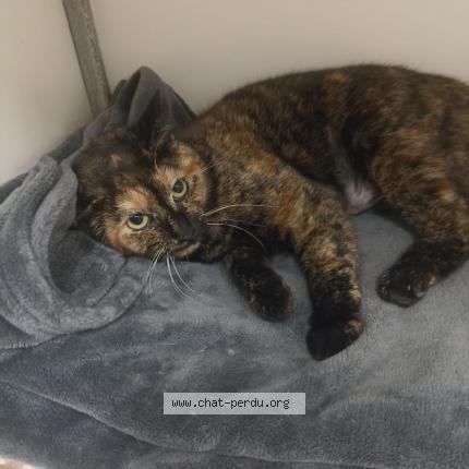 Photo de chat perdu à Beaurepaire