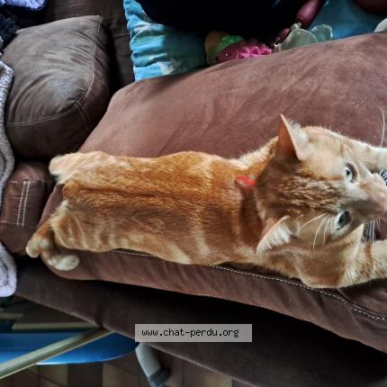 Photo 1/1 Tigrou Chat perdu à Camiers
