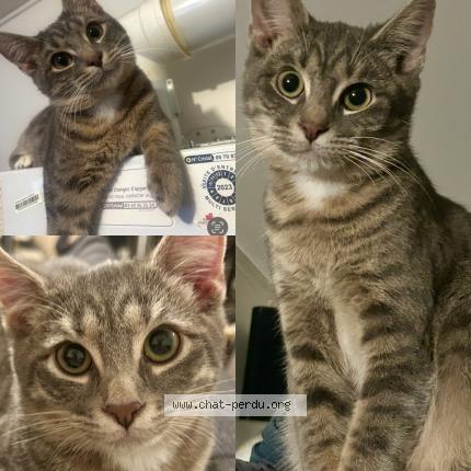 Photo de chat perdu à Marquette Lez Lille