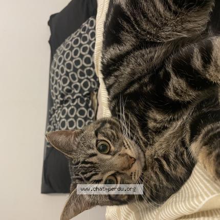 Photo 1/1 Venom Chat perdu à Chemille