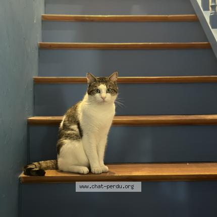 Photo 1/1 Outhred Chat perdu à Joue les tours